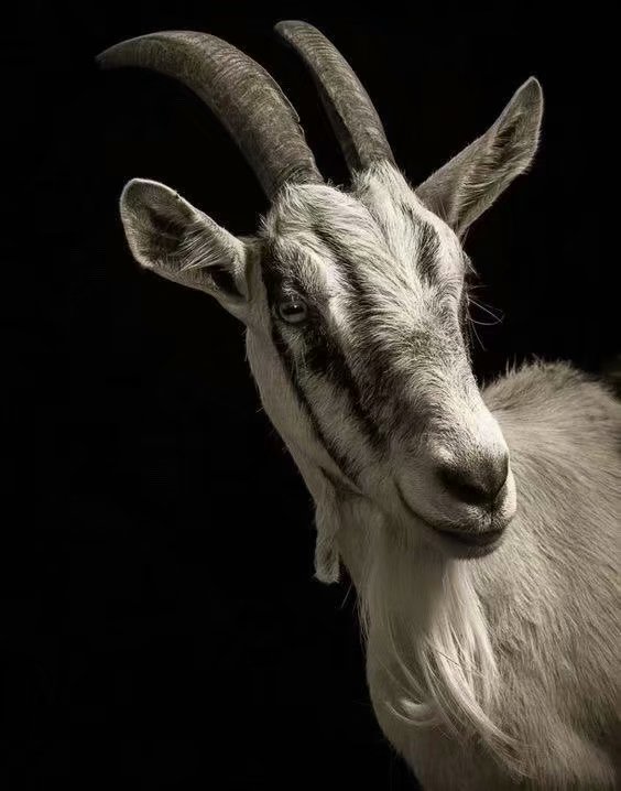 动物黑白摄影——羚羊