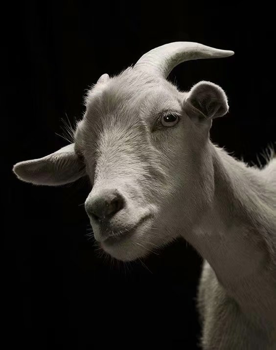 动物黑白摄影——羚羊