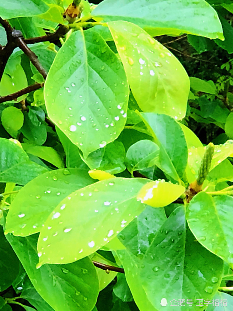 谷雨节气,玉兰花瓣已经退的无影无踪了,翠绿的玉兰树叶子在如珠的细雨