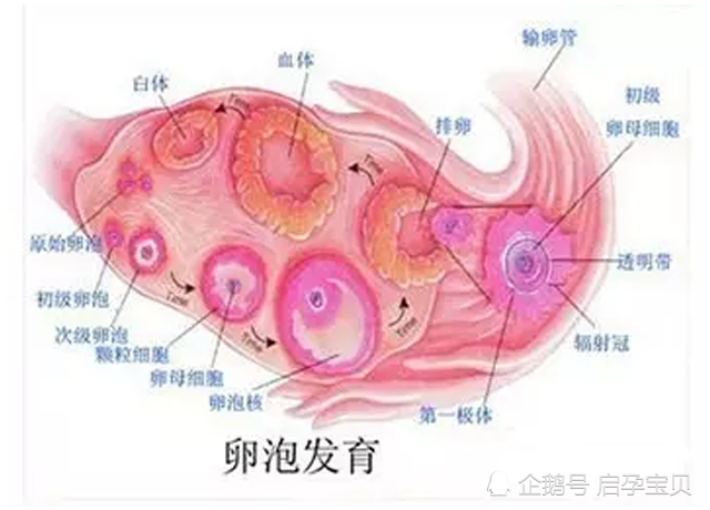 卵泡,排卵,卵巢巧克力囊肿,腺瘤,先天性卵巢发育不全,肾上腺皮质,排卵