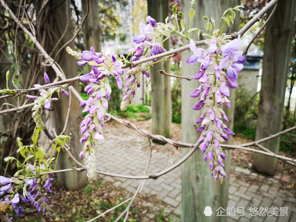 紫藤花垂挂在枝条上,芬芳吐艳
