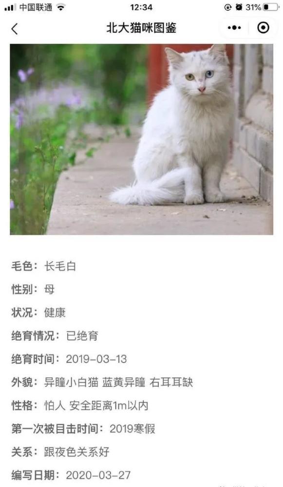 喵星的猫则是已经离世的猫咪. 试问,谁能抵挡得住这歪头杀的诱惑呢?