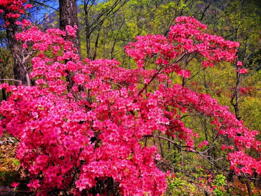 西泰山,西泰山杜鹃花,汝阳杜鹃花节,河南杜鹃花