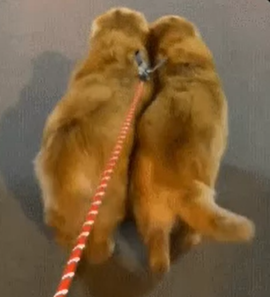 谢谢观看~天天趣图祝您开心快乐每一天!