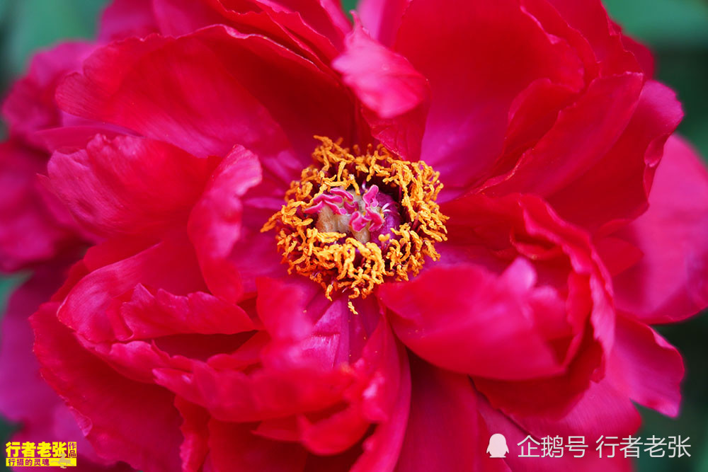 牡丹花,洛阳牡丹记