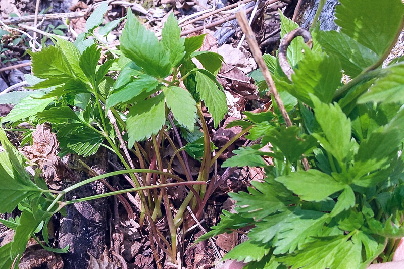 野菜,大叶芹,山芹菜,饺子,散寒解表