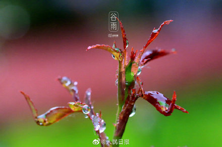 谷雨超治愈壁纸,伴你静心入眠】江苏淮安春雨绵绵,古黄河畔雨中的植物