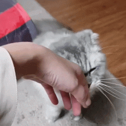 熟悉猫咪身体的秘密,每天让主子快活似神仙