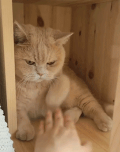 熟悉猫咪身体的秘密,每天让主子快活似神仙