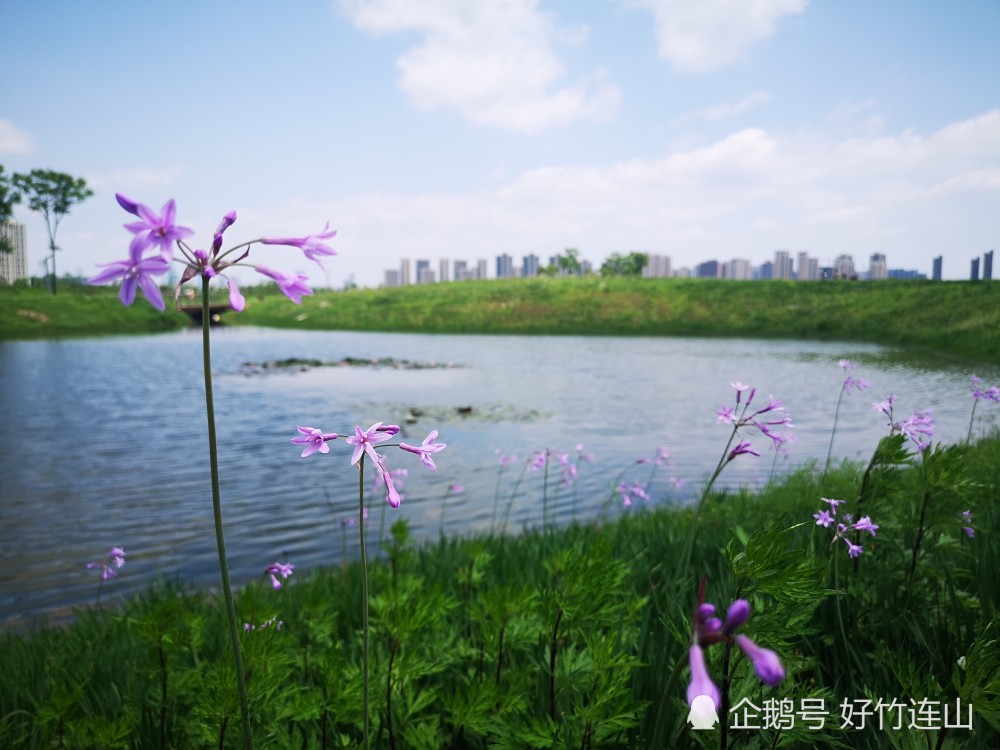 长沙洋湖湿地公园,四月花海,谷雨