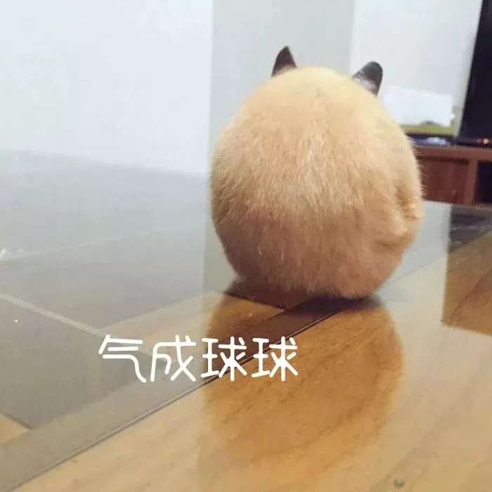 仓鼠表情包 hamster 当仓鼠遇到鼠标 这是什么样的邂逅