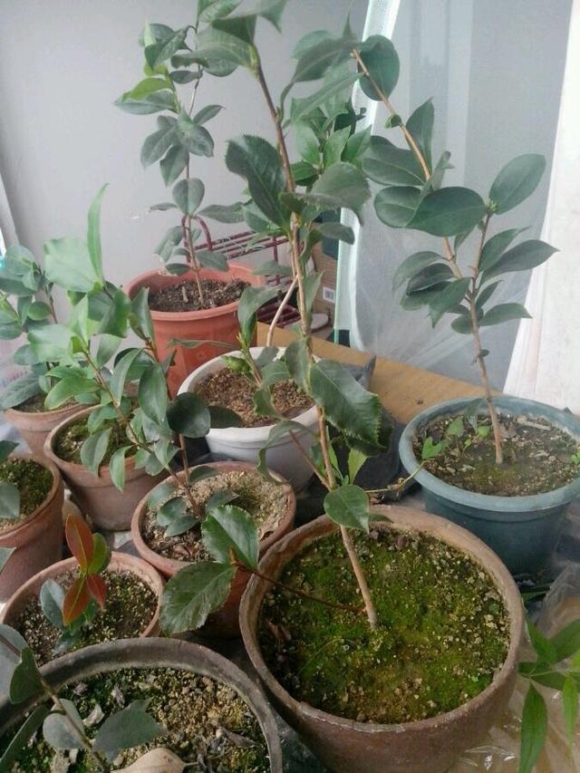 茶花怎么养?注意1点,2年长成一棵小树,花大色艳,引人注目