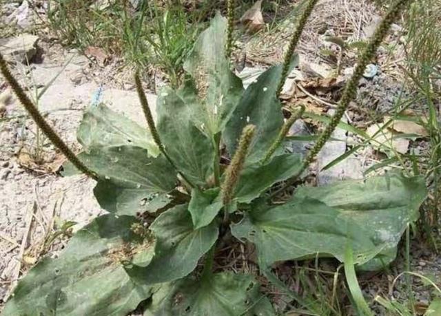 在田野和河边都有一些顽强的植物,像双子叶杂草就有很多了,它们也是