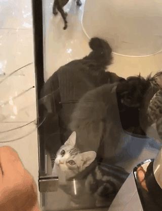 缅因猫站起来时