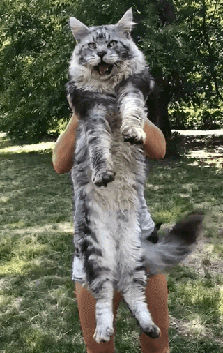 网友:这哪里是猫,怎么看怎么像只小狮子!