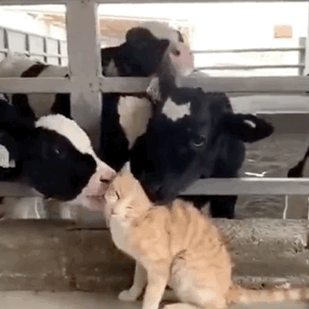 啧~你看看,整个动物世界都吸上猫了而你呢?