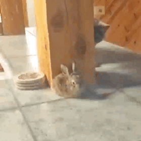 猫我太南了躲得过两脚兽却躲不过整个动物世界