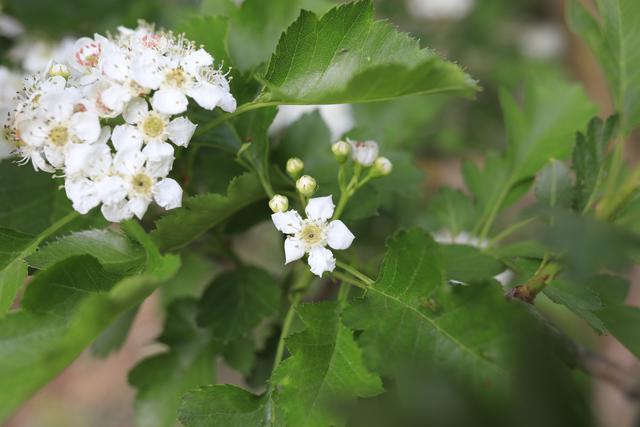 云赏山楂花|4月26日,让我们来一场浪漫的山楂树之恋