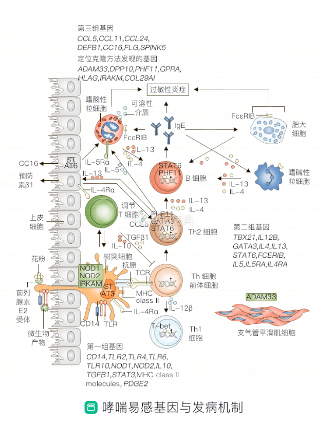 哮喘,遗传,易感基因,发病机制,哮喘基因