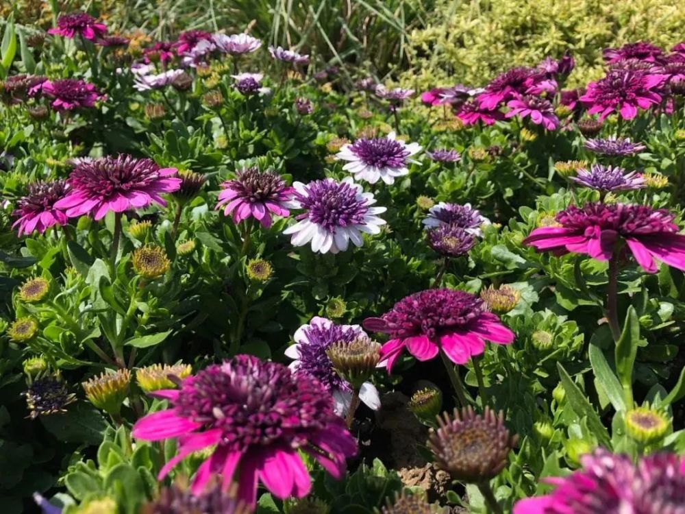 花卉,菊科,樱花,滨江森林公园,白晶菊,申城,辰山植物园,古猗园,清新