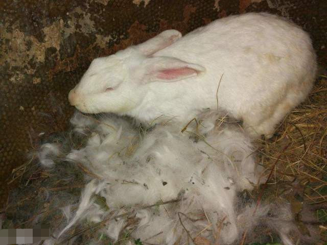 刚出生的兔宝宝,为什么就会被兔妈妈吃掉?原因让人泪目!