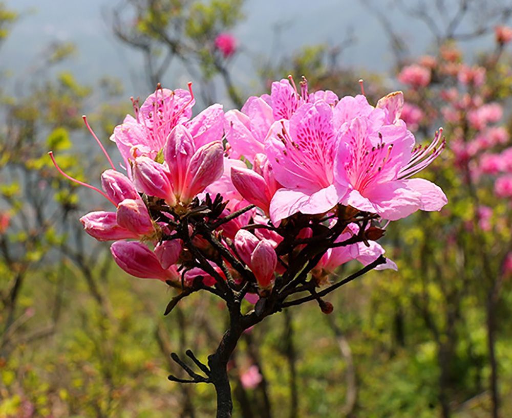 金峨山,金峨村,杜鹃花,映山红