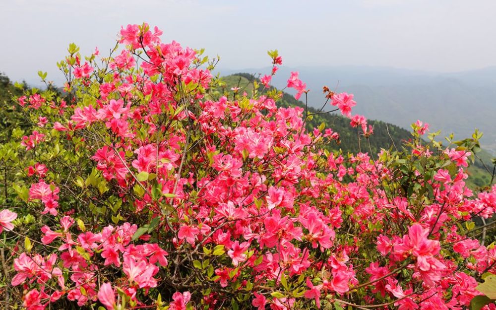 交通攻略: 金峨山杜鹃花主要分布在奉化一侧,两个金峨村之间有步道