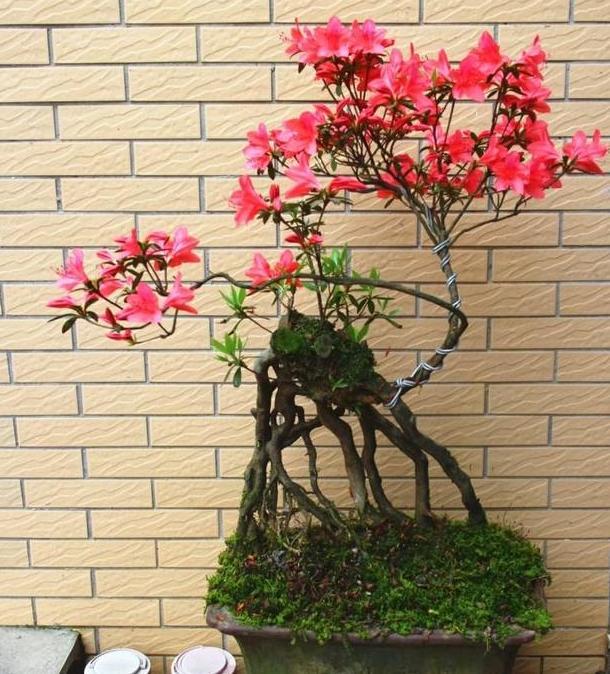 家里养映山红,盆栽注意浇水,施肥,观花赏叶没问题