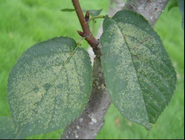 园林植物病虫害预测预报