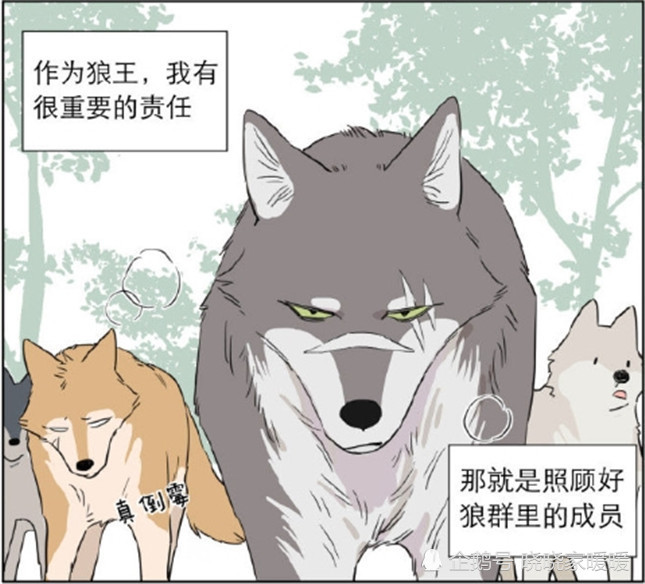 暖心漫画:狼王把自己的午饭给了小奶狗,小奶狗在晚上以虫子回馈