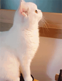 橘猫都是小土匪,奶牛都是神经病?不同花色的猫,性格差异好大