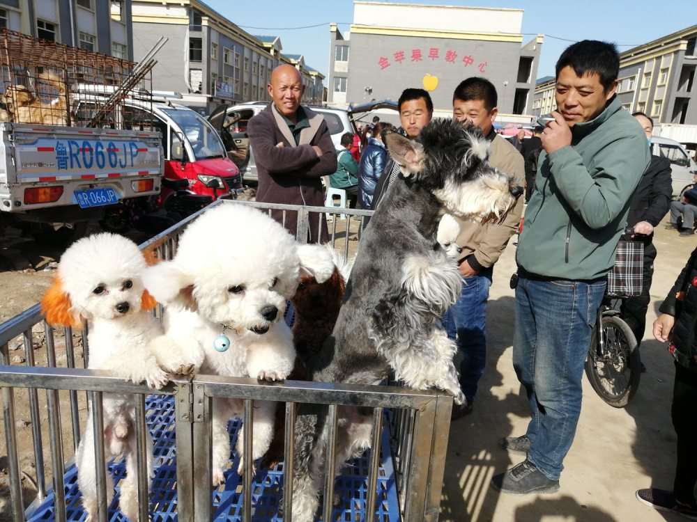 农村大集,宠物狗市场,狗市,马犬金毛犬,柯基犬土狗