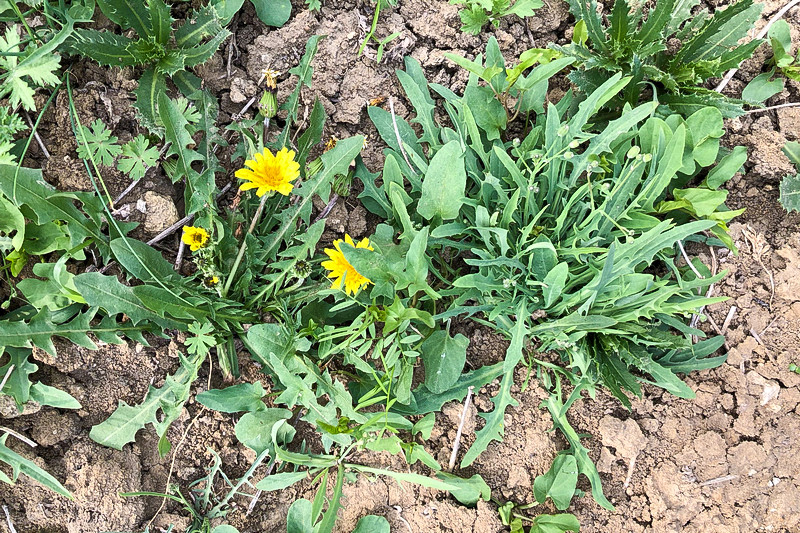 农村1种"黄花菜",是润肺明目"特效药",可惜懂的人不多