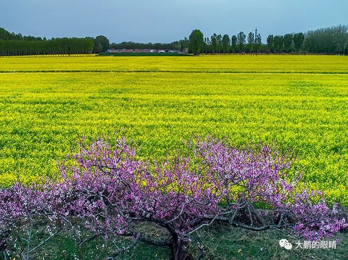 在北京平谷,遇见油菜花海!