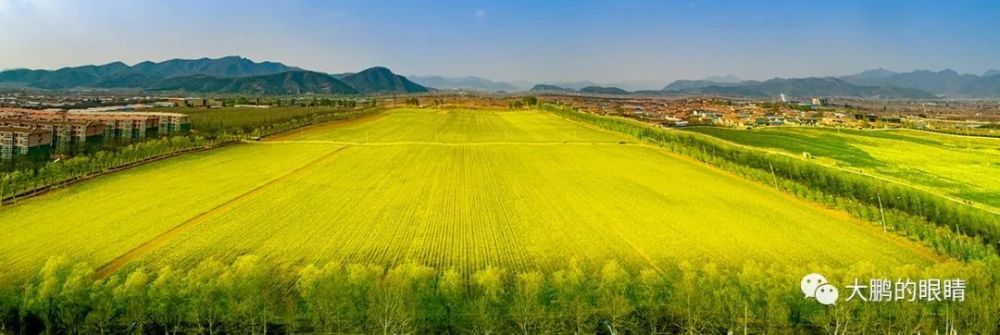 在北京平谷,遇见油菜花海!