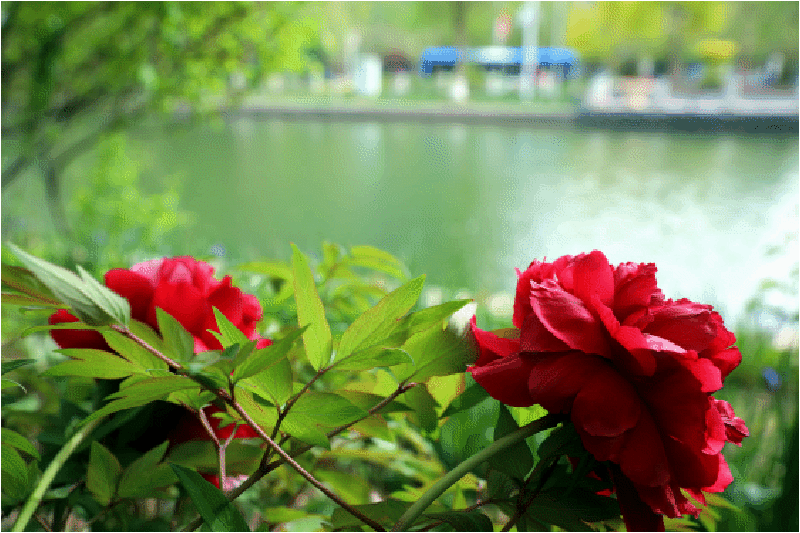 春雨洗梨城,繁花露娇颜
