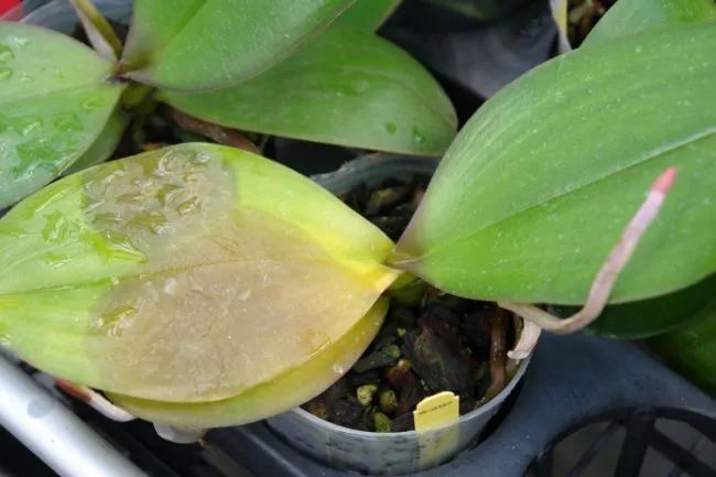 植物花卉常见的几种真菌病害是怎么滋生的,要怎么防治