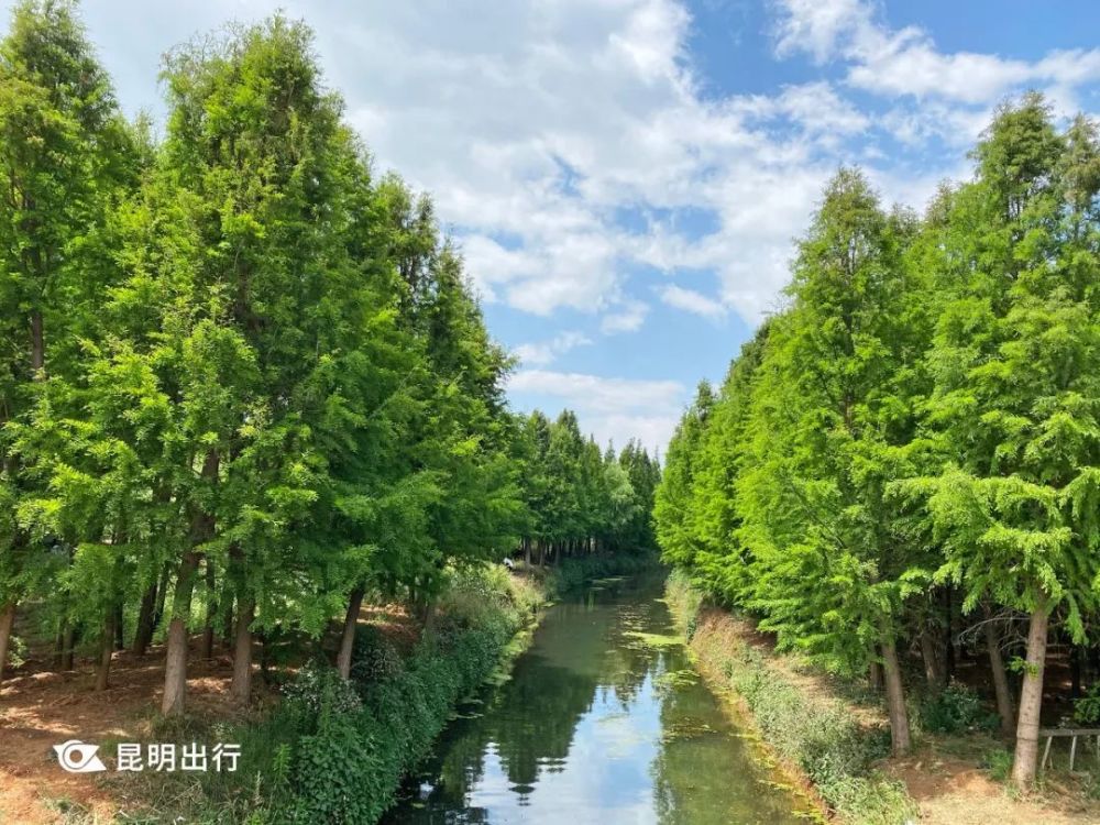 昆明超美水上森林绿意浓 海菜花开很清新