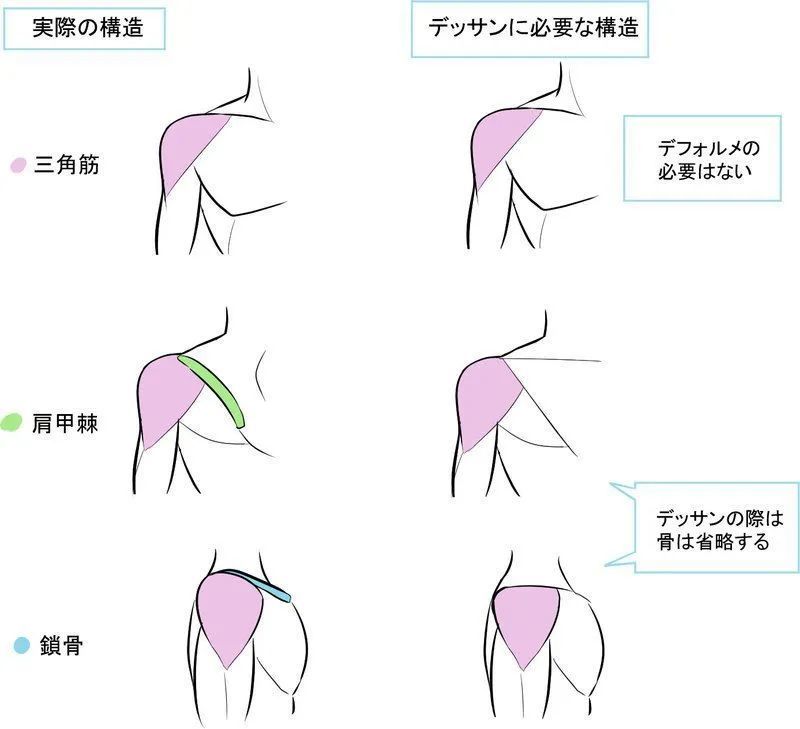 今天分享一个人体教程 关于人体肩膀的绘制教程 这个教程主要有五