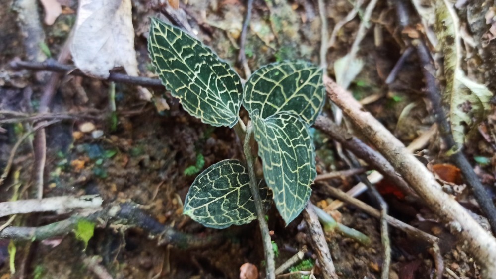 荒野深山遇名贵野生金钱草