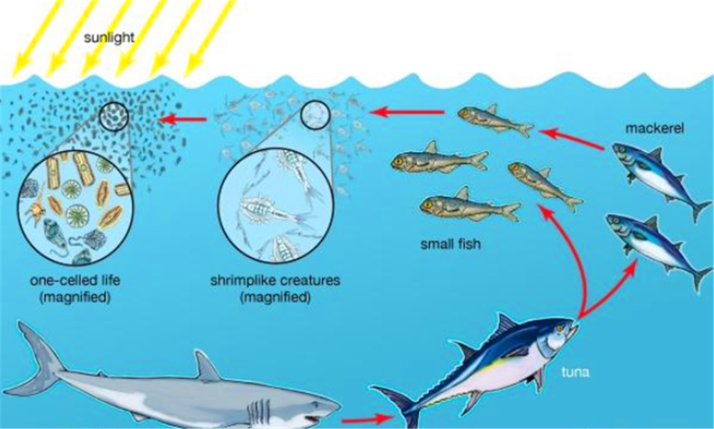 微生物,地球,浮游生物