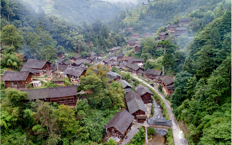 格头村,秃杉,陈沛亮,黔东南州,雷山县,苗寨