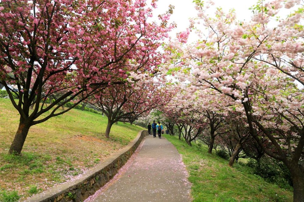 樱花,杖锡,杖锡樱花园