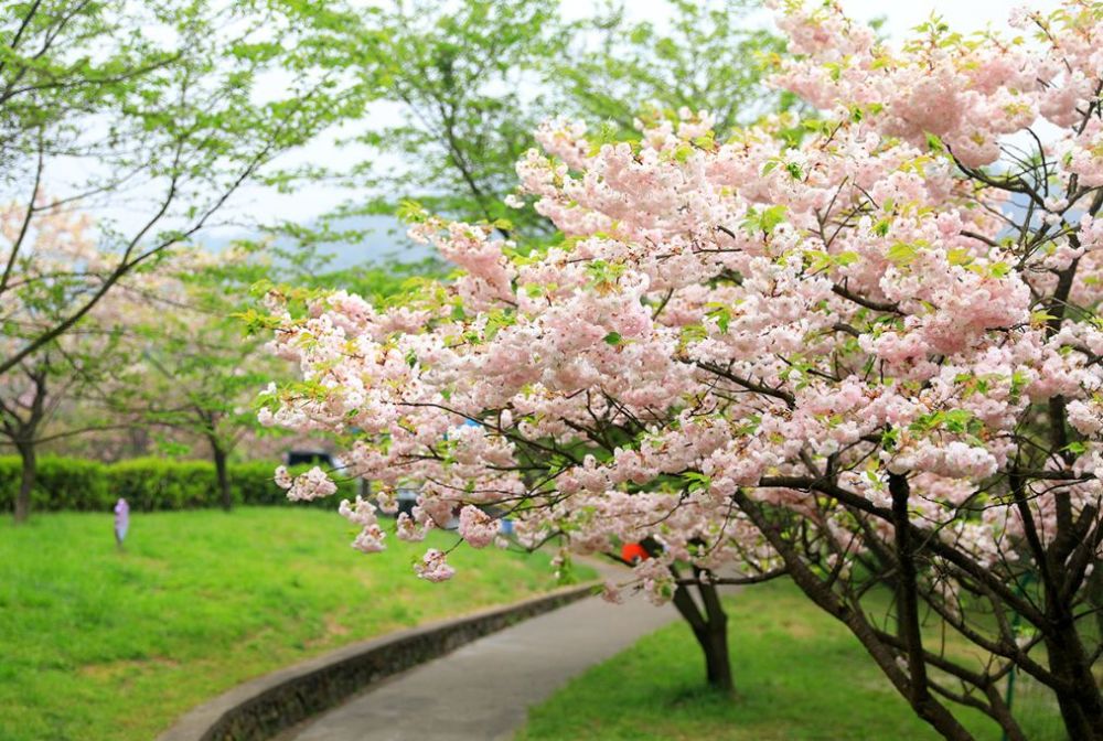 樱花,杖锡,杖锡樱花园