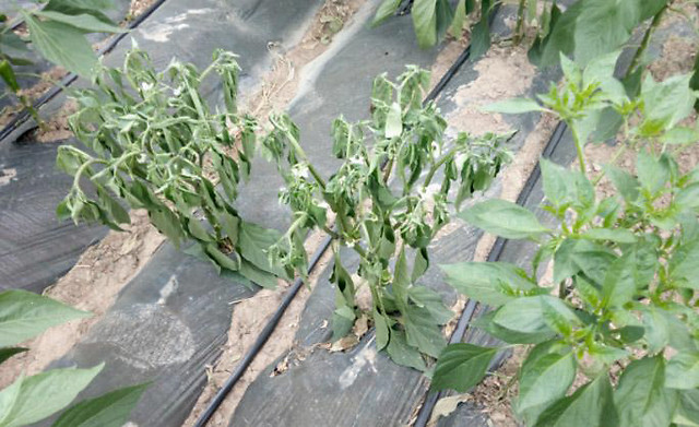 辣椒重茬根腐咋治?叶枯叶霉病用什么药效果好?抗重茬的药剂根小子!