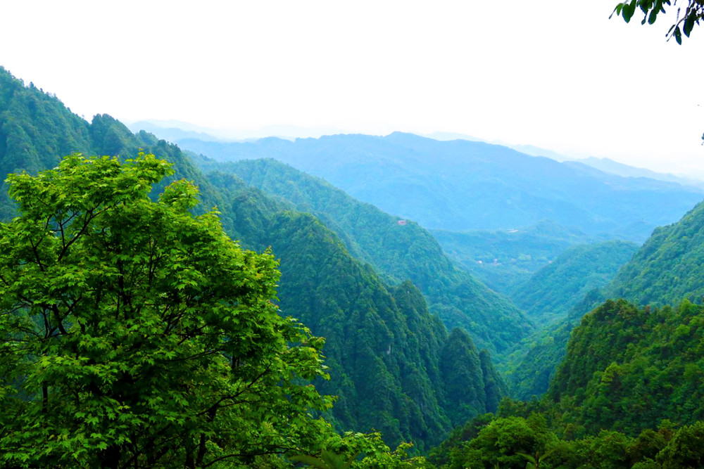 五一旅游,四川旅游,峨眉山旅游,成都周边游,景区猴子