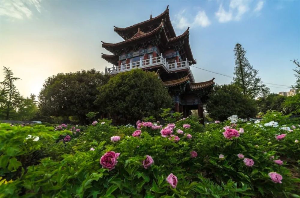 2000年,第18届洛阳牡丹文化节隆重召开,转眼2020年,洛阳牡丹文化节