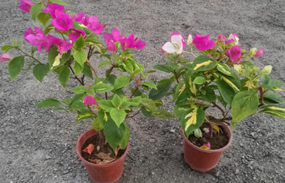 金心双色,三角梅,盆栽,花期长,养护方法