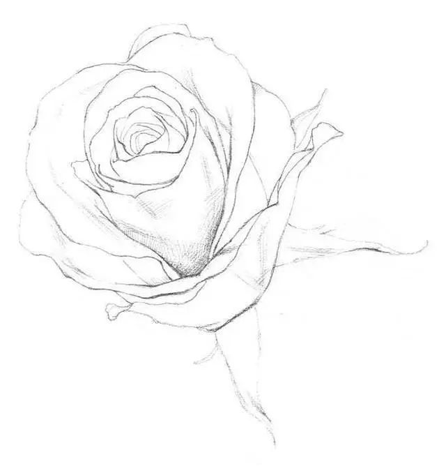 零基础素描教程:分步骤讲解玫瑰素描画法,看起来难,画