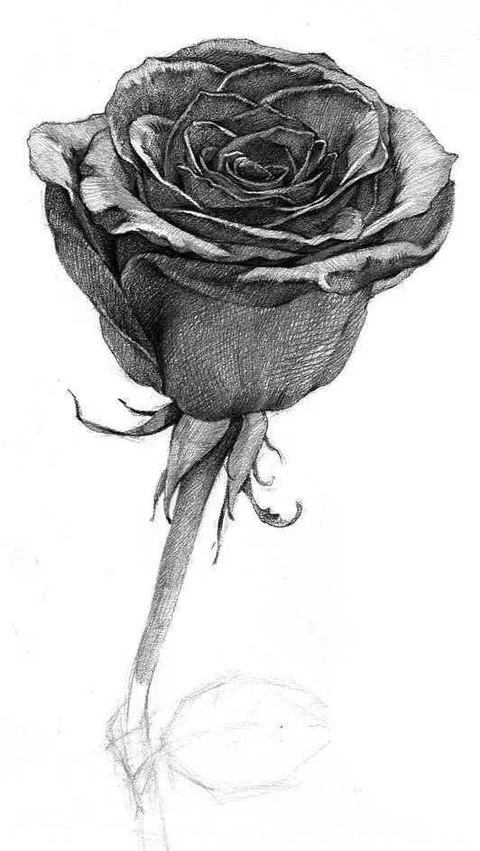 把叶子也画完整,整体调整玫瑰花时,注意玫瑰花的整体体积和每一片花瓣